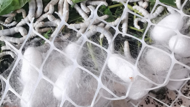 close up of cocoons nestled in a net